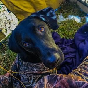 Meet your Posher, Patrick